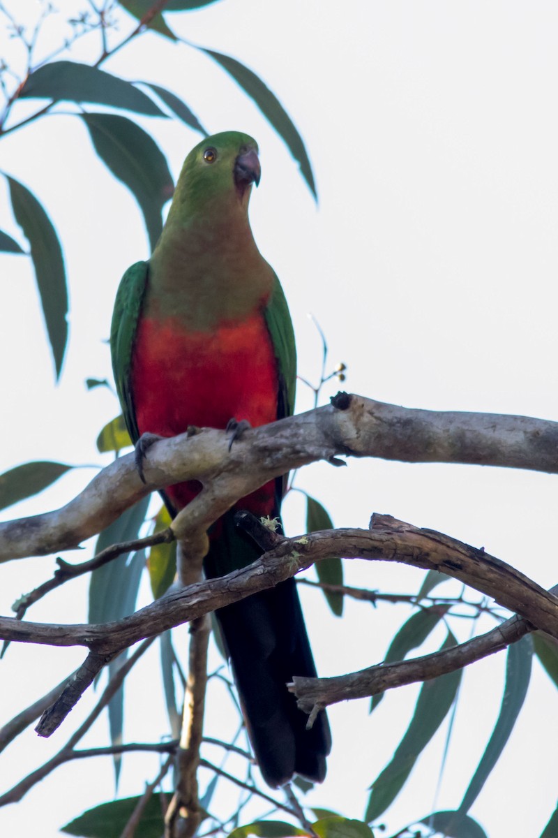 Australian King-Parrot - Andrew Allen