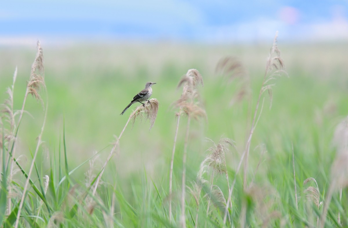 Northern Mockingbird - ML627008819