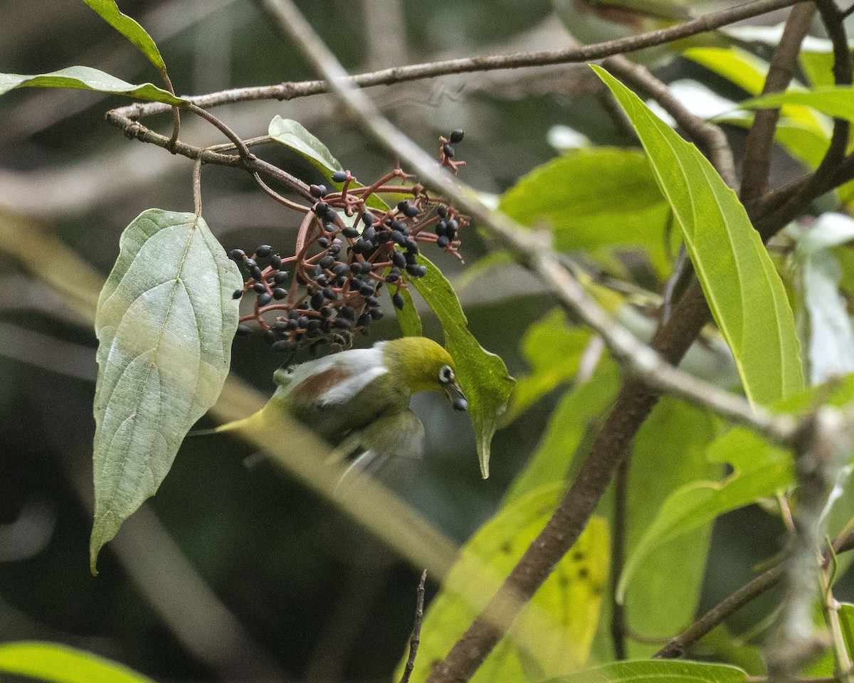 Chestnut-flanked White-eye - ML627008890