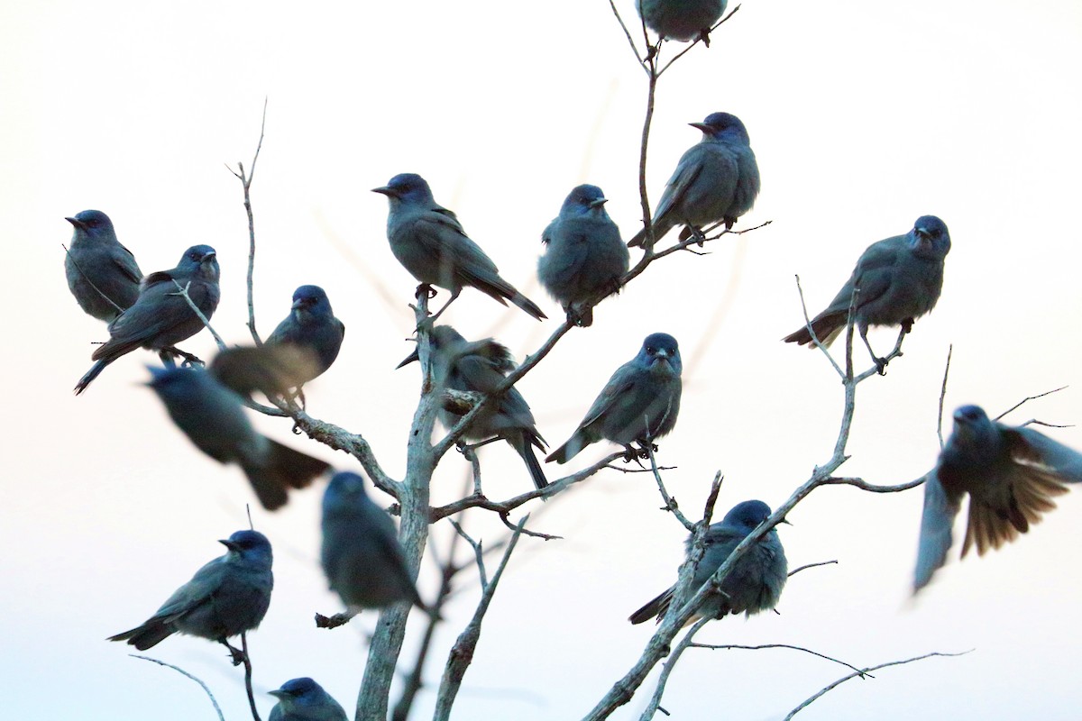 Pinyon Jay - ML627008923