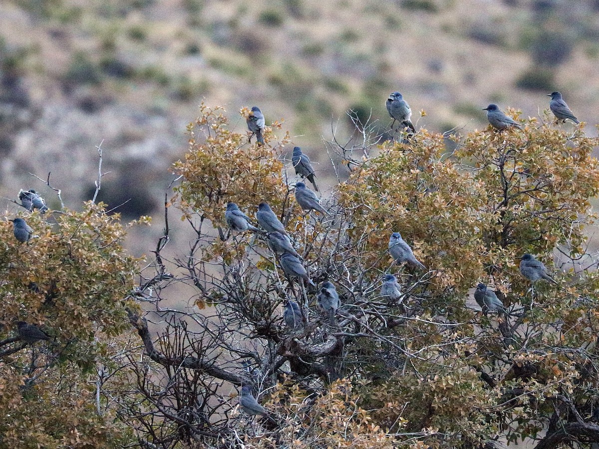 Pinyon Jay - ML627008931