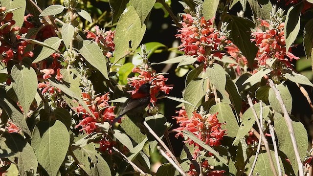 Black-throated Sunbird - ML627009132