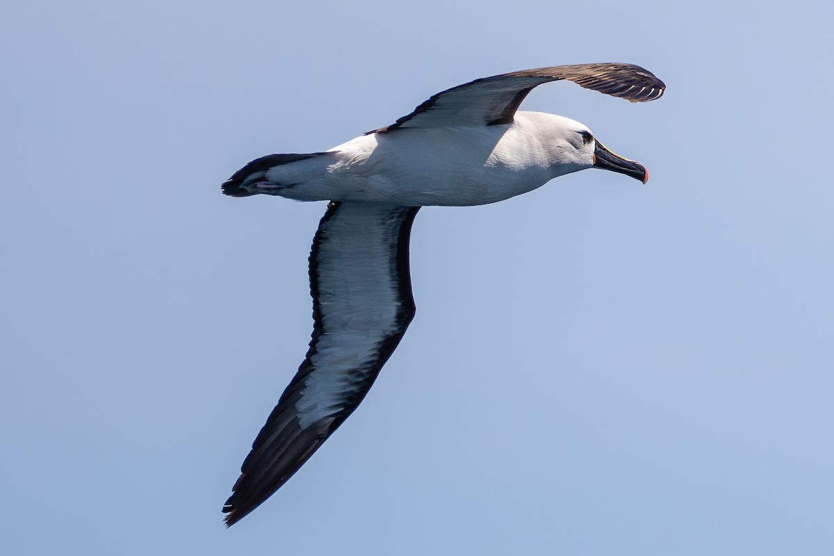 Atlantic Yellow-nosed Albatross - ML627009306