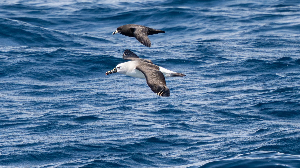 Atlantic Yellow-nosed Albatross - ML627009307