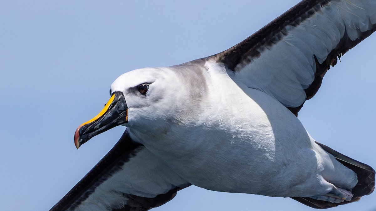 Atlantic Yellow-nosed Albatross - ML627009308