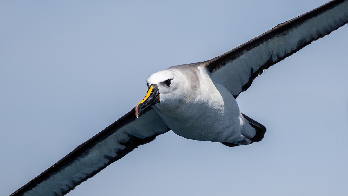 Atlantic Yellow-nosed Albatross - ML627009309