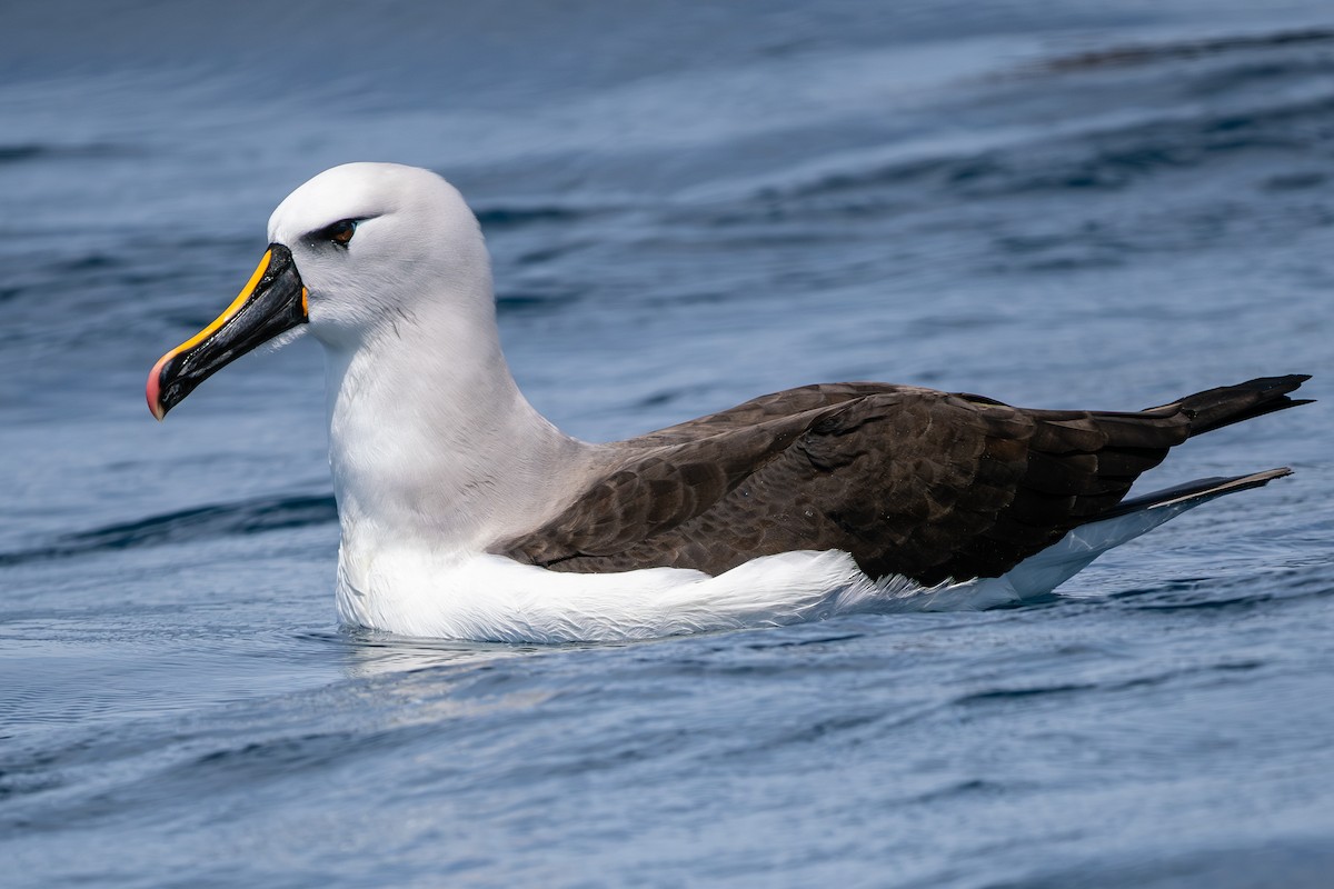 Atlantic Yellow-nosed Albatross - ML627009310