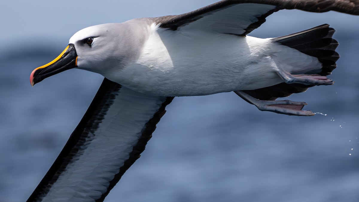 Atlantic Yellow-nosed Albatross - ML627009320