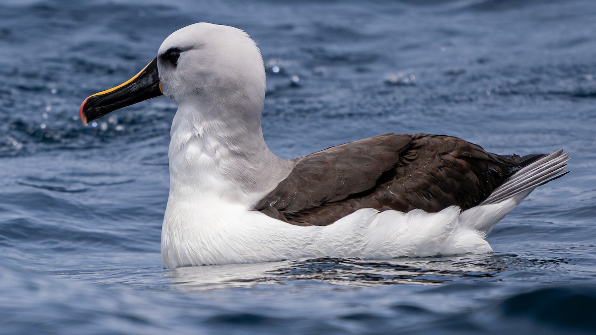 Atlantic Yellow-nosed Albatross - ML627009321