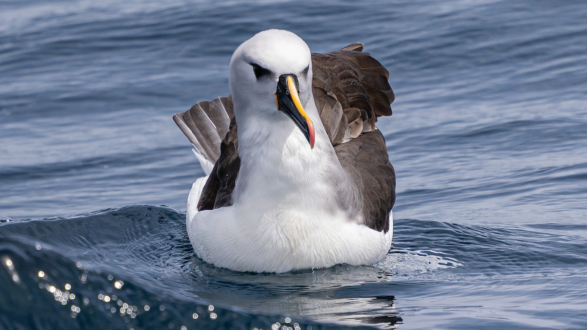 Atlantic Yellow-nosed Albatross - ML627009326