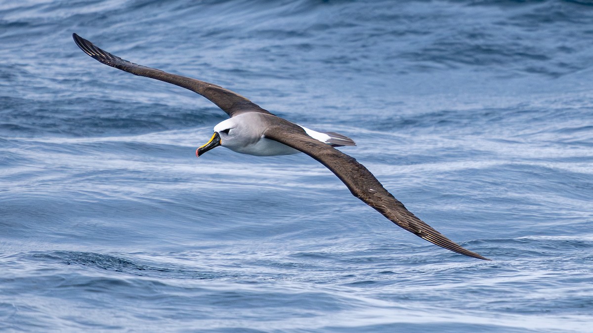 Atlantic Yellow-nosed Albatross - ML627009327