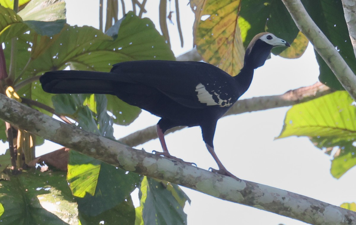 Blue-throated Piping-Guan - ML627009501