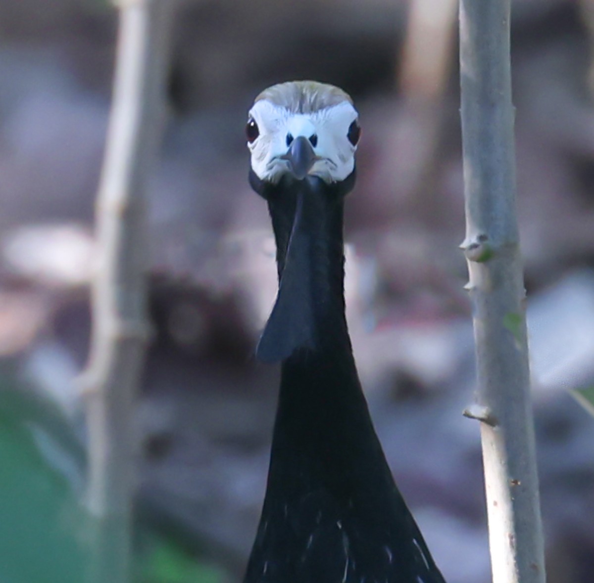 Blue-throated Piping-Guan - ML627009502