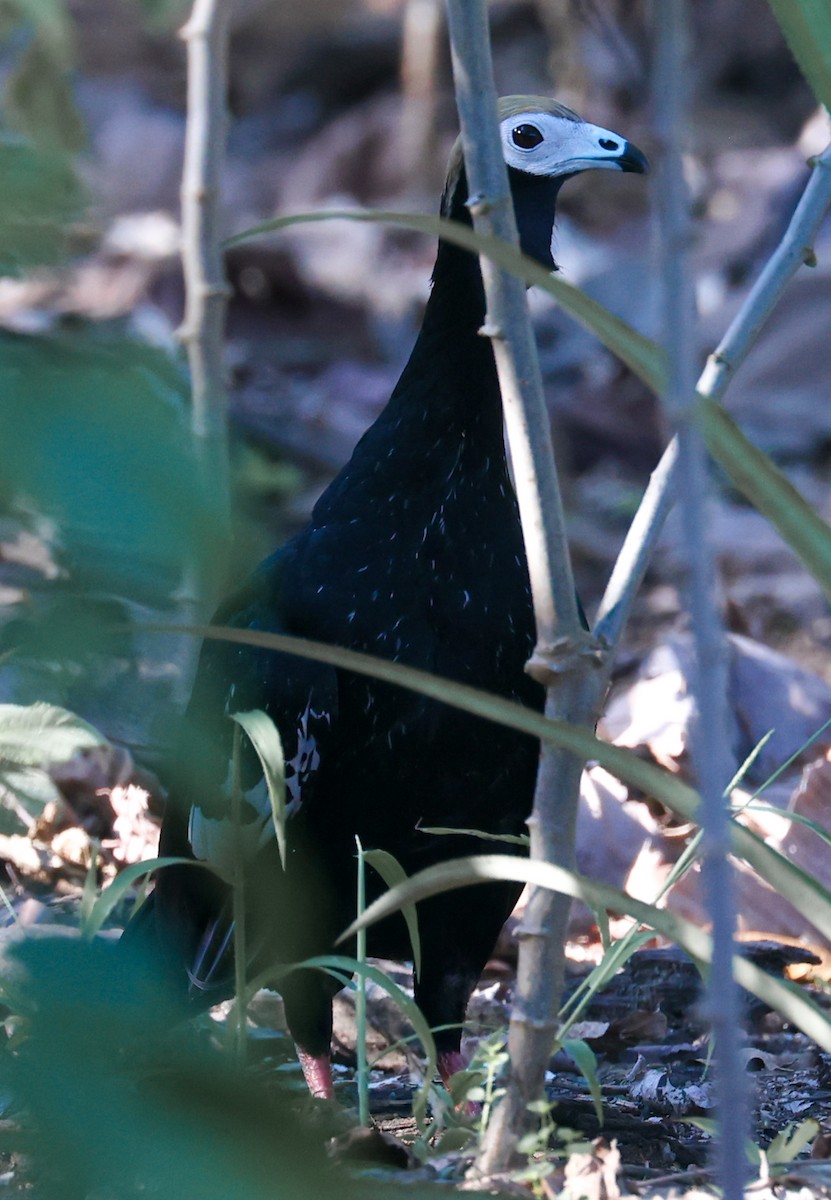 Blue-throated Piping-Guan - ML627009503