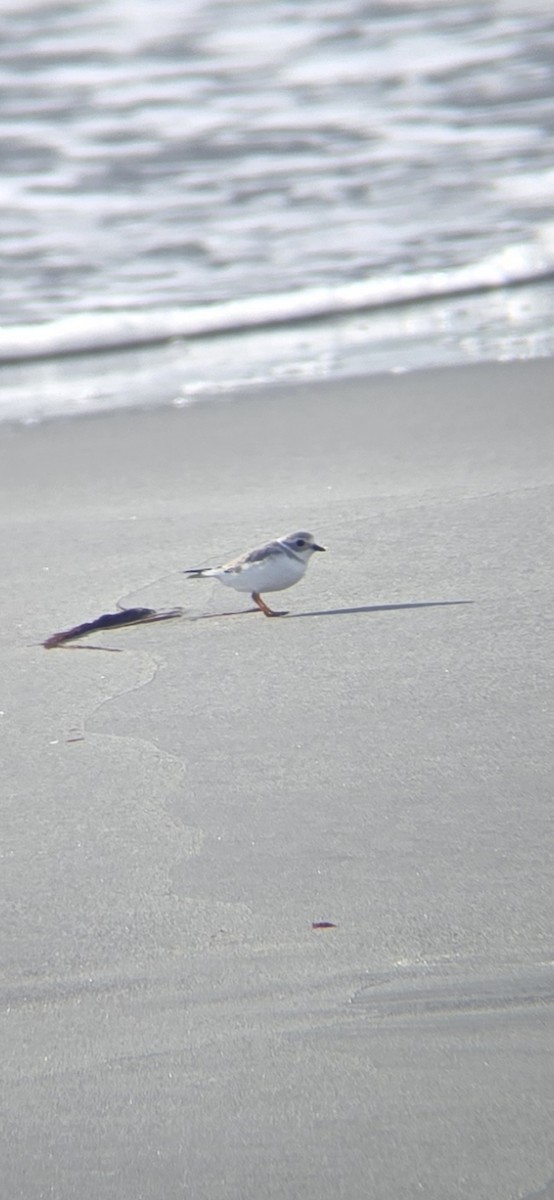 Piping Plover - ML627009524