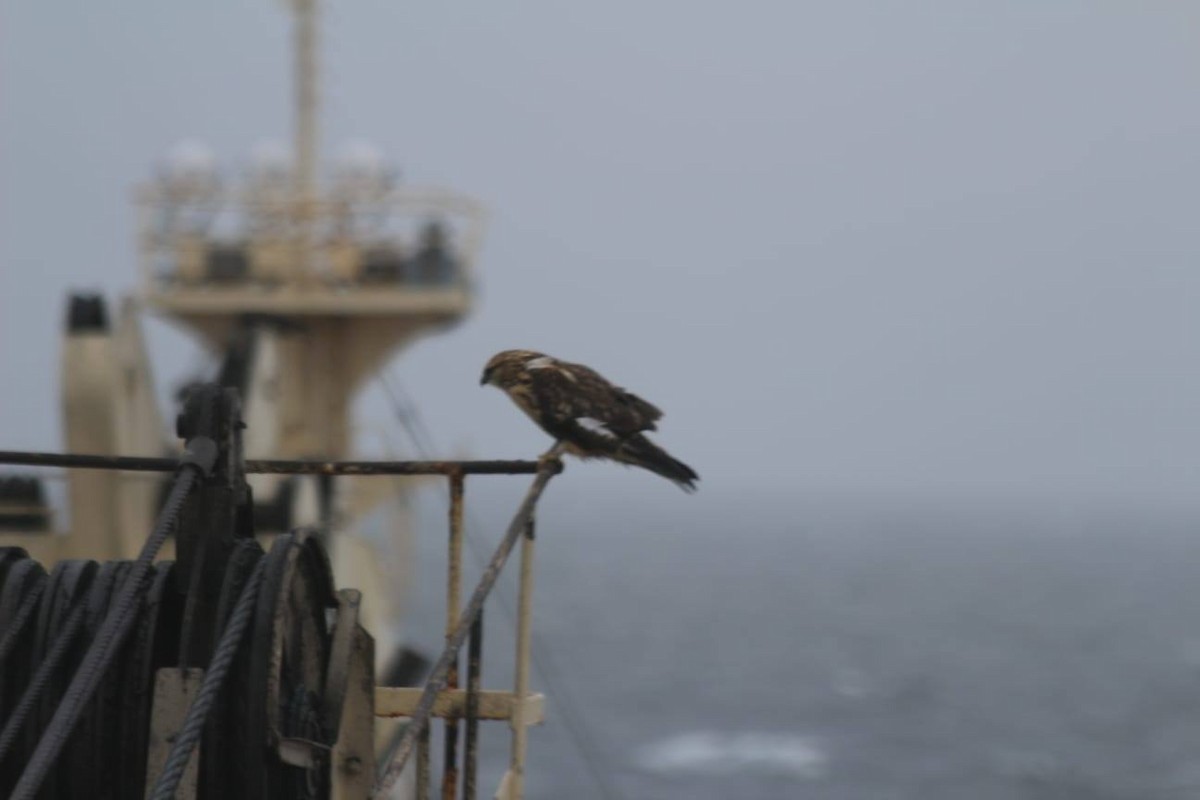 Rough-legged Hawk - ML627009589