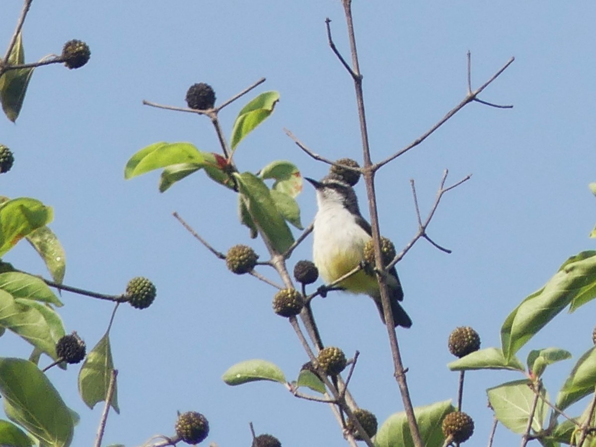 Yellow-rumped Tinkerbird - ML627009634