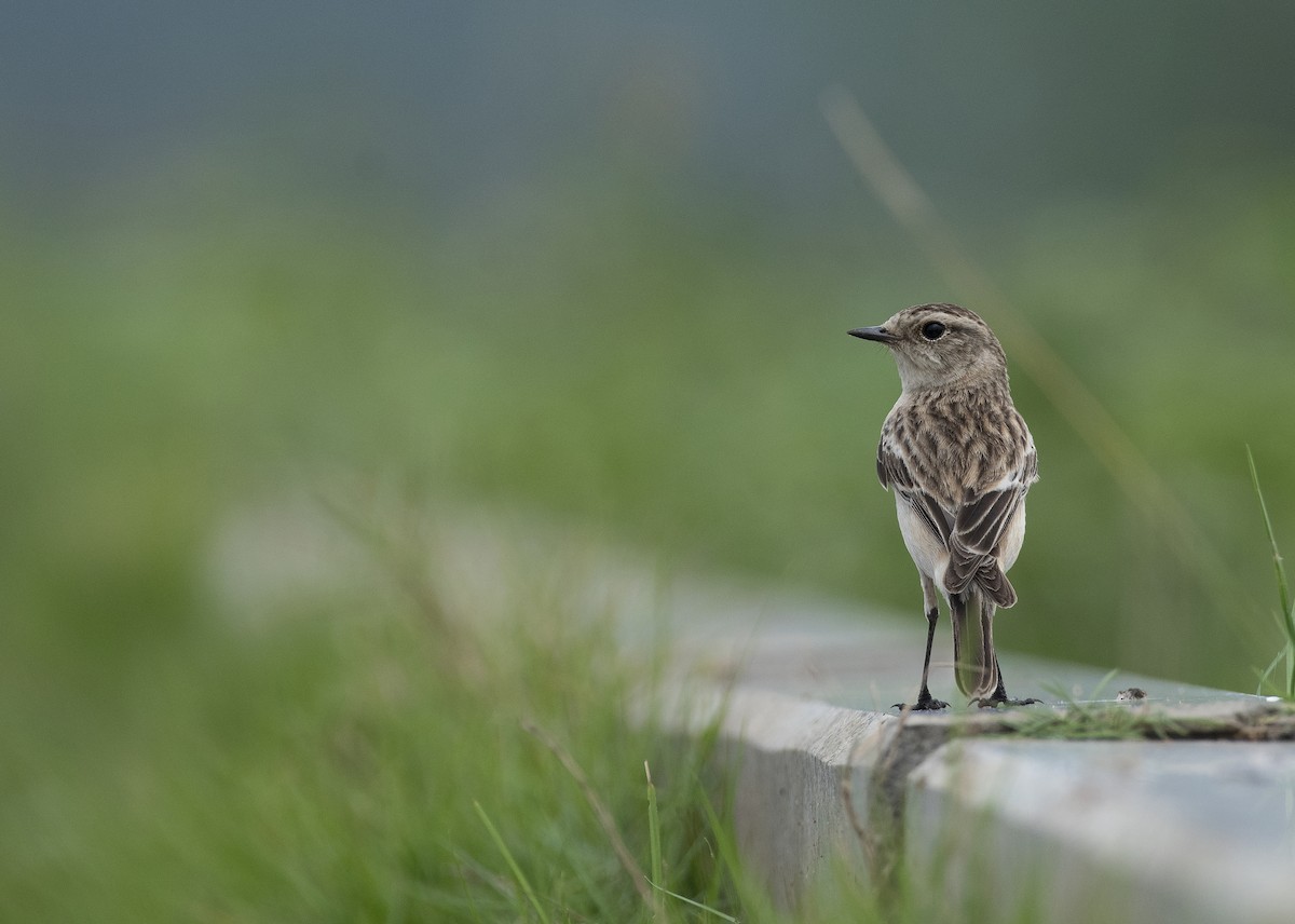 Siberian Stonechat - ML627009697