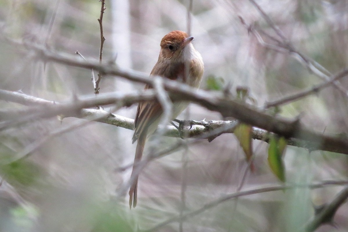 Ash-throated Casiornis - ML627010094