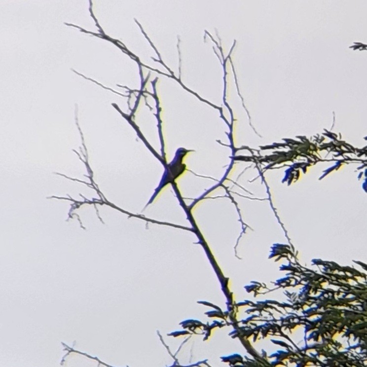 Blue-tailed Bee-eater - ML627010789