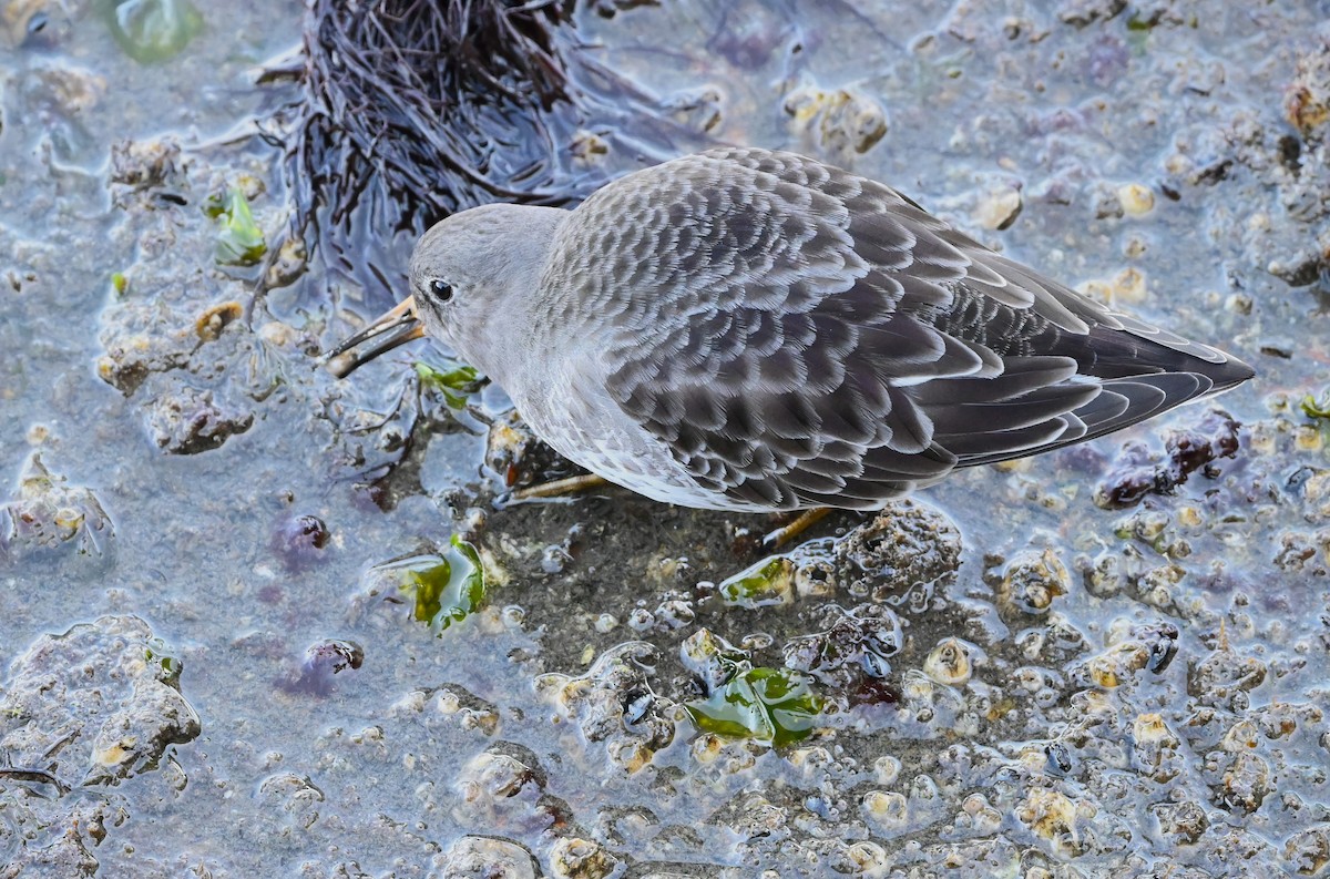 Purple Sandpiper - ML627011164