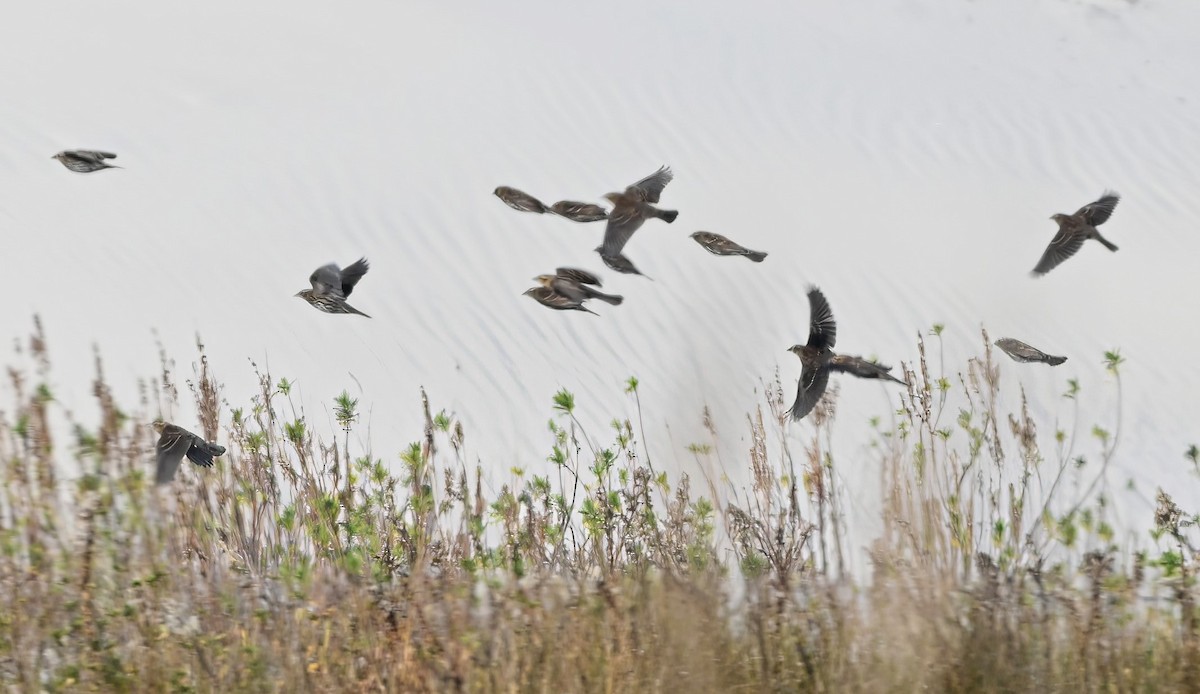 Red-winged Blackbird - ML627011257