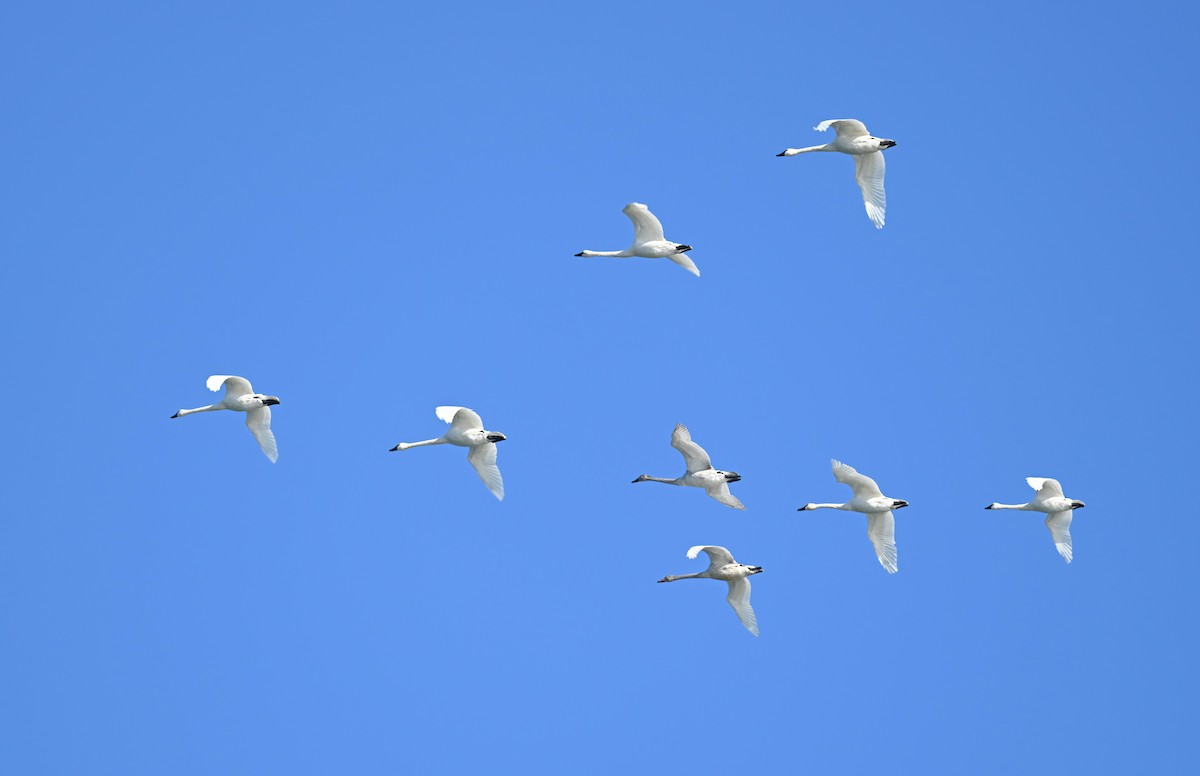 Tundra Swan - ML627011451