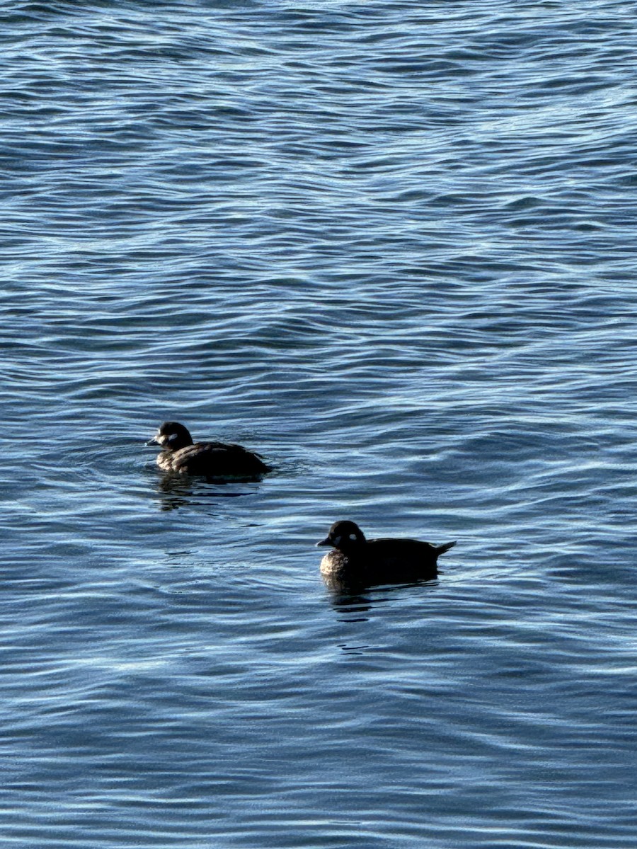 Harlequin Duck - ML627011599