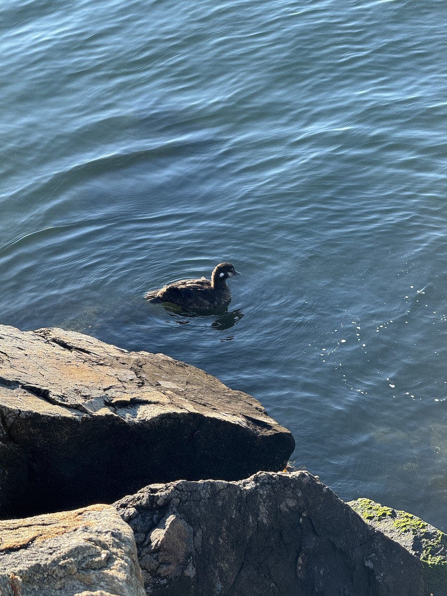 Harlequin Duck - ML627011600