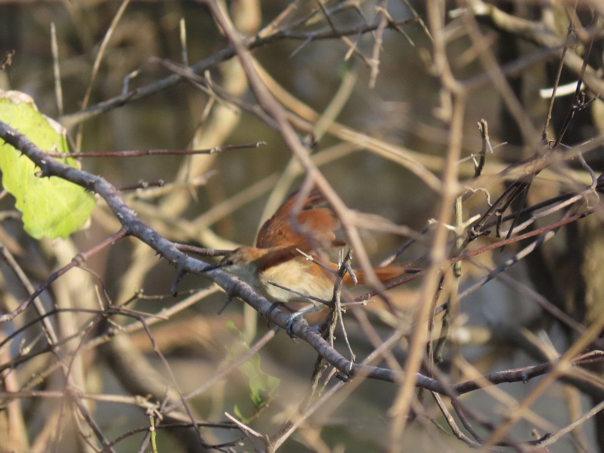 Yellow-chinned Spinetail - ML627011827