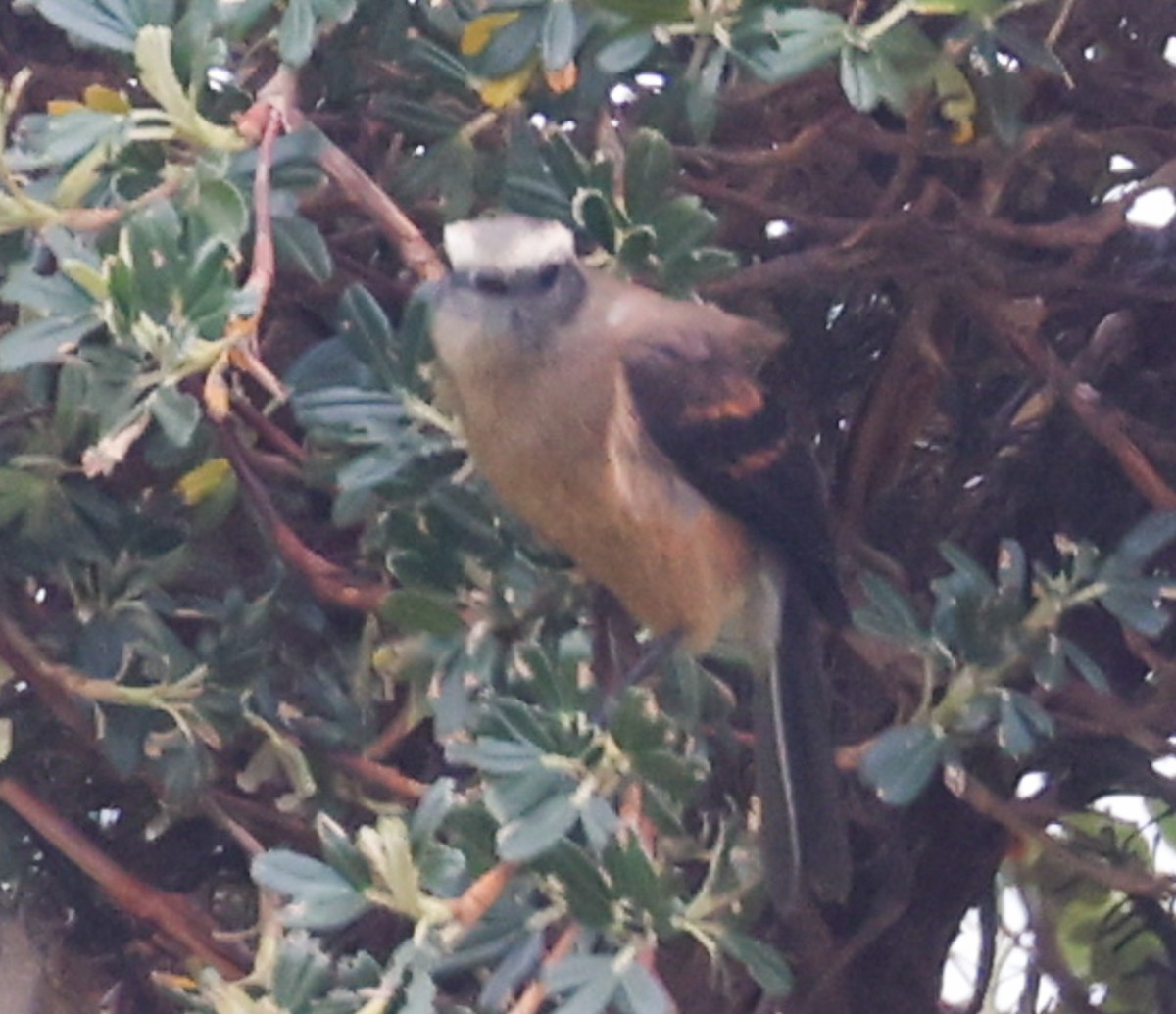 Brown-backed Chat-Tyrant - ML627011888