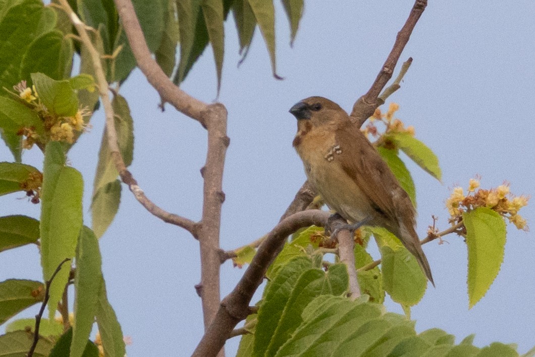 Scaly-breasted Munia - ML627012283