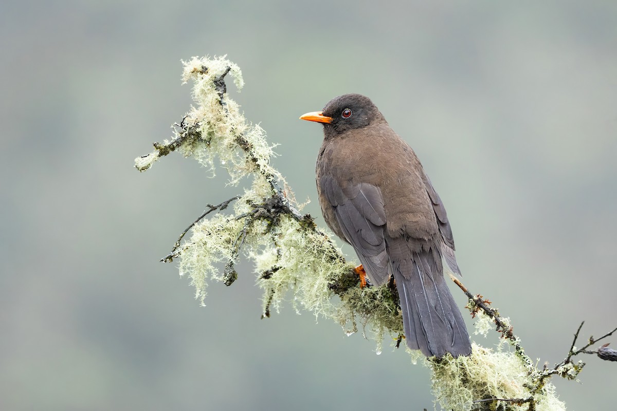 Great Thrush - ML627012285