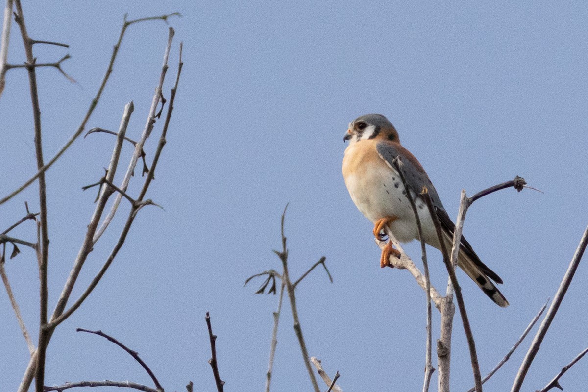 American Kestrel - ML627012293