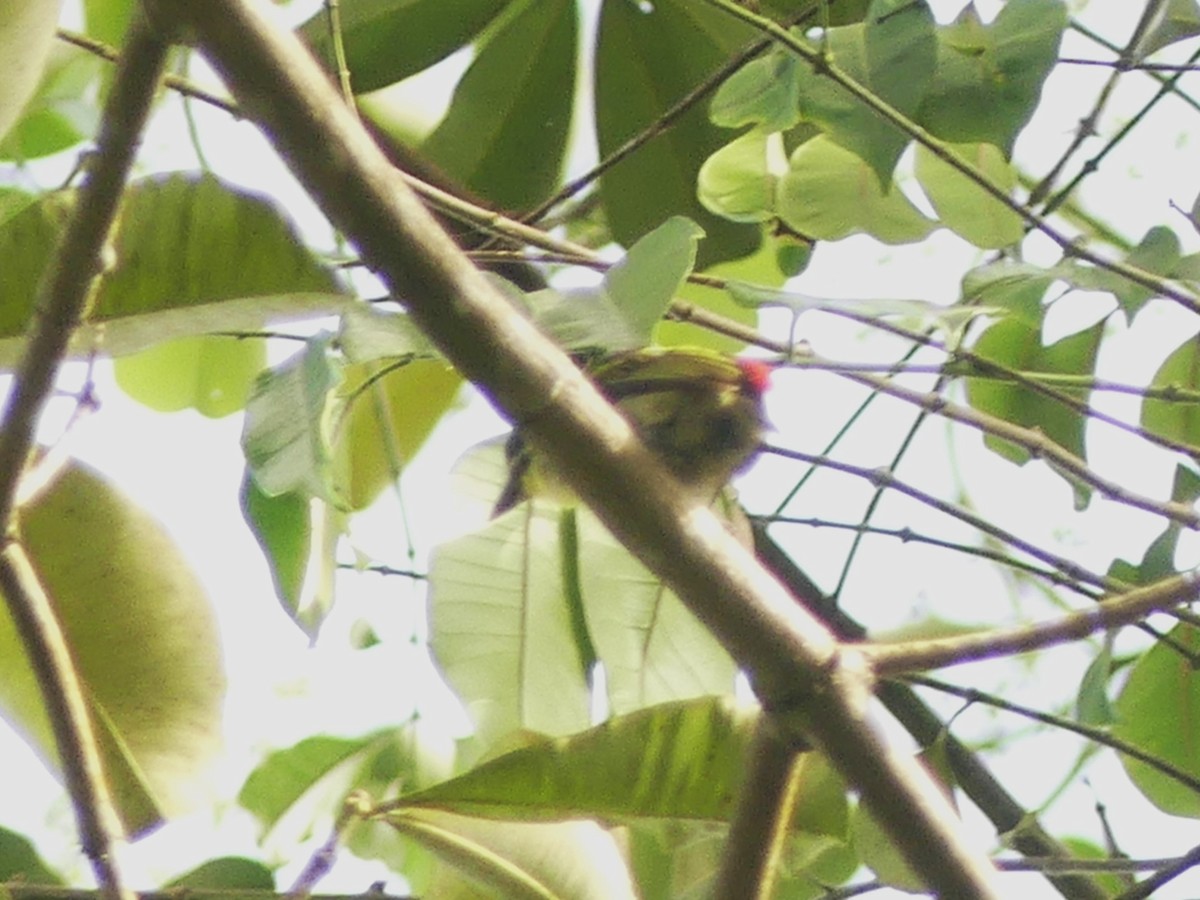 Red-rumped Tinkerbird - ML627012309