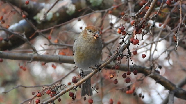 Pine Grosbeak (Taiga) - ML627012947