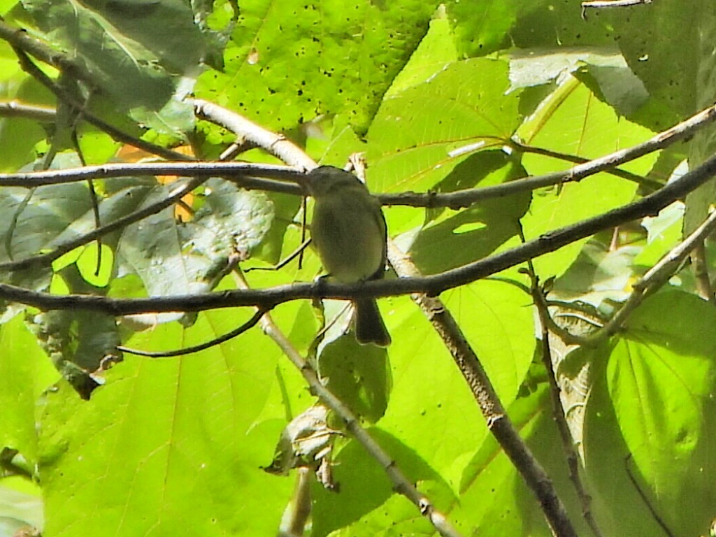 Urich's Tyrannulet - ML627013031