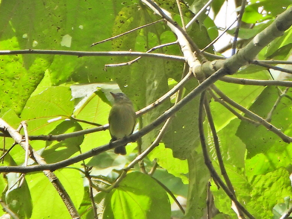 Urich's Tyrannulet - ML627013032