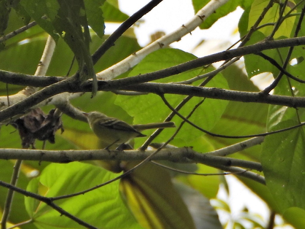 Urich's Tyrannulet - ML627013034