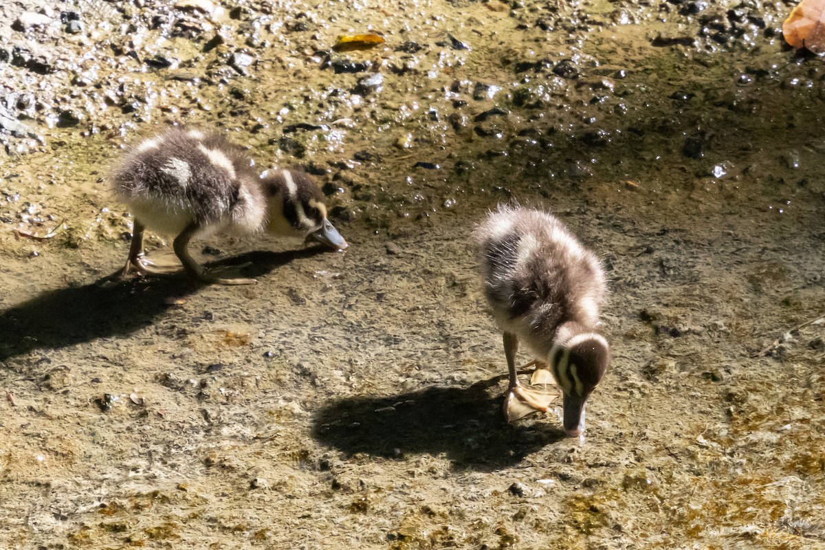 West Indian Whistling-Duck - ML627013128