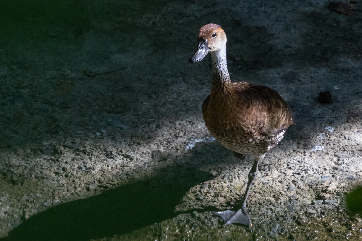 West Indian Whistling-Duck - ML627013129