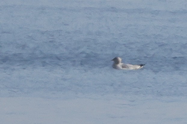 American Herring Gull - ML627013655