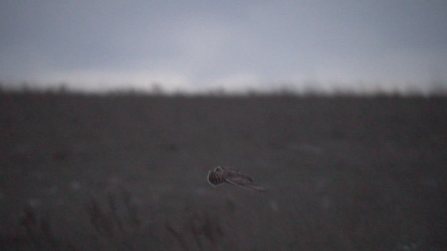 Болотная сова - ML627013730