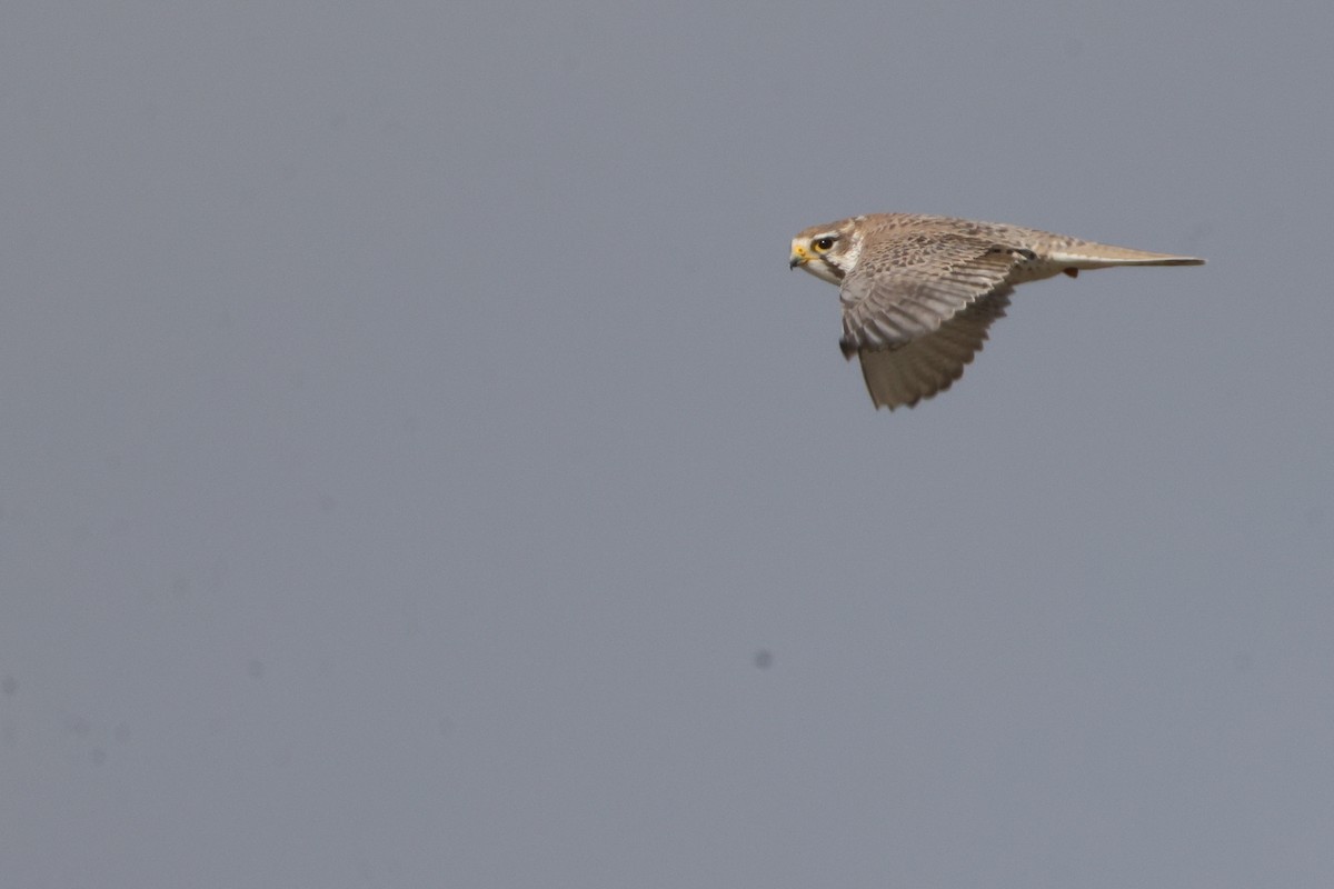 Prairie Falcon - ML627013801