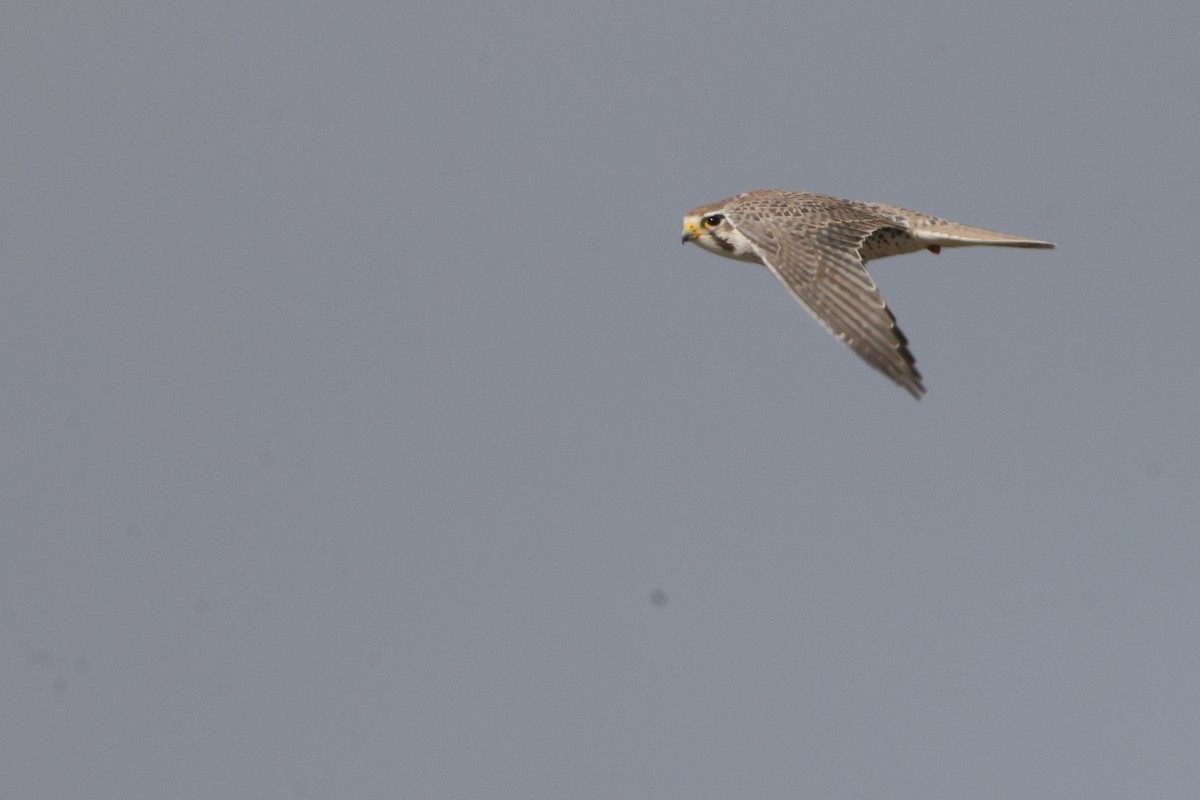 Prairie Falcon - ML627013806