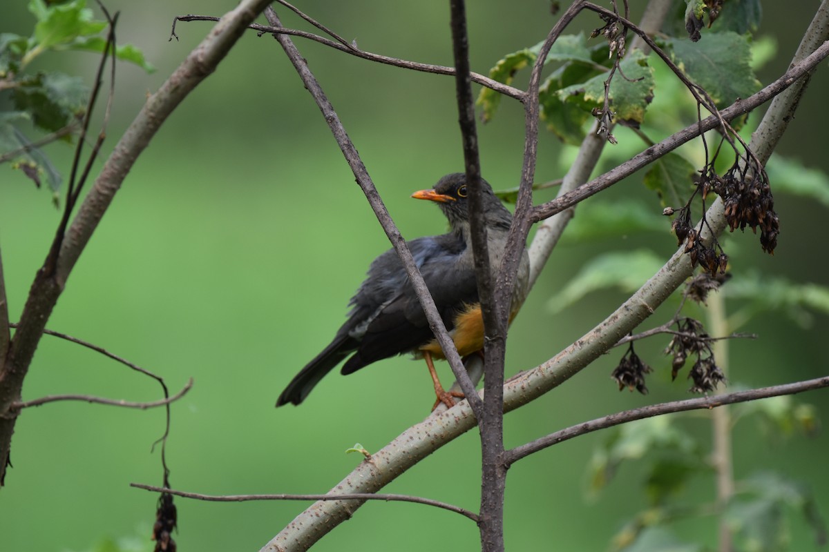 Abyssinian Thrush - ML627013824