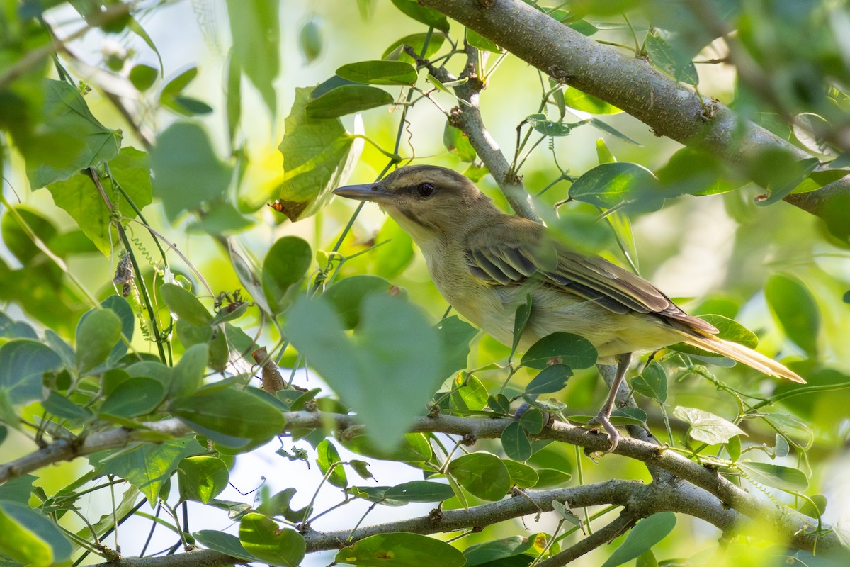 Black-whiskered Vireo - ML627013826