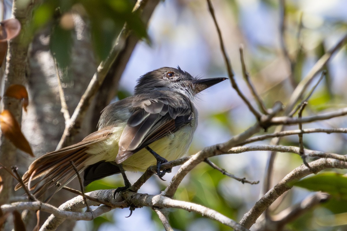 Stolid Flycatcher - ML627013903