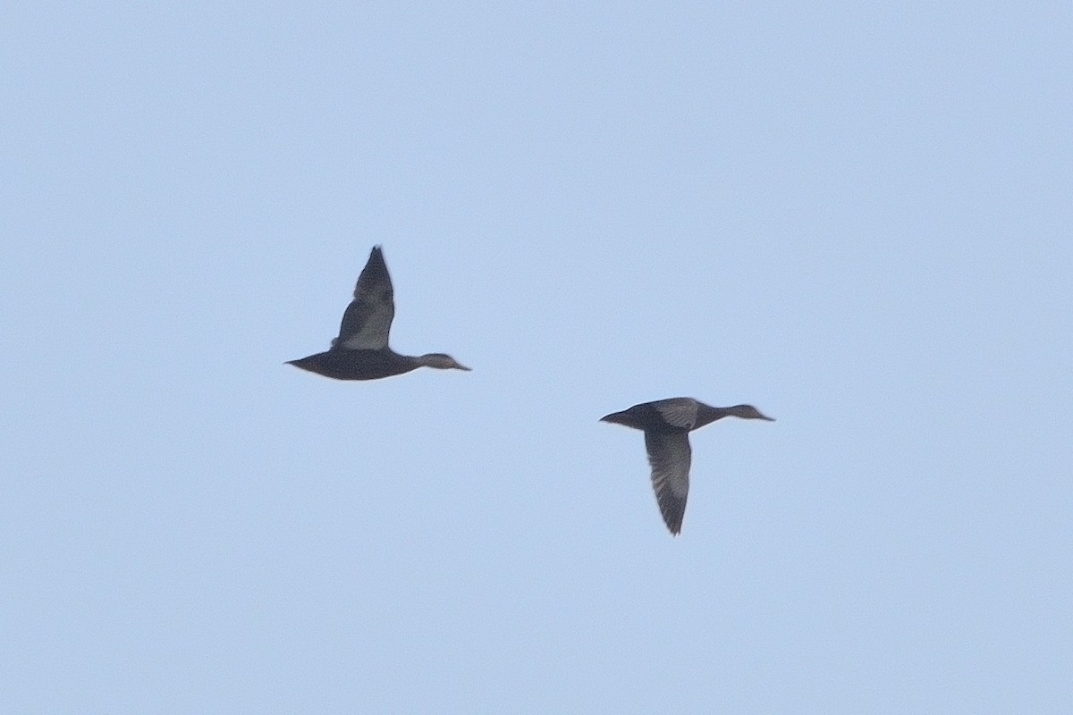 American Black Duck - ML627013993