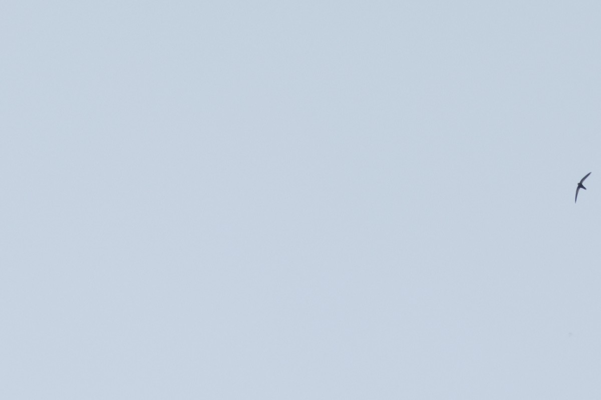 Malagasy Swift - ML627014004